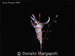 Cratena peregrina, Porto Badisco - Lecce - Italy, Canon G... by Donato Margapoti 